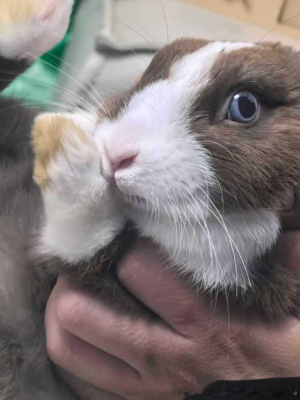 15648🐇【不知道发没发过】总之大家请欣赏小美女​​​