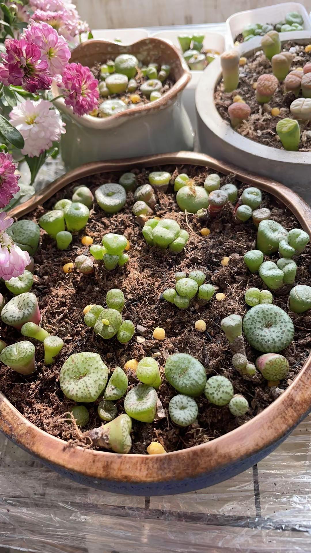 新种了几盆多肉。