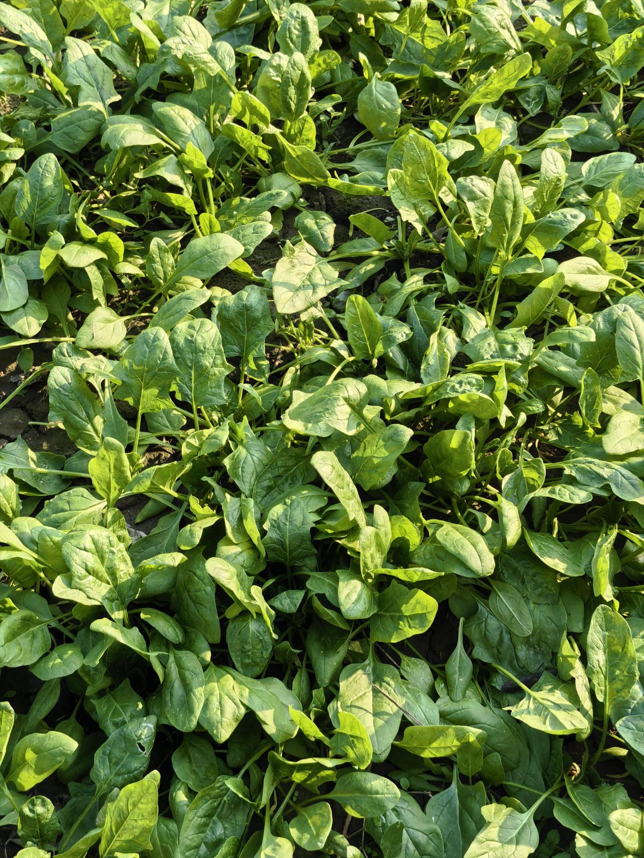 婚前门当户对，婚后男方失业，结局会怎么样？故事1️⃣90年代初，女的是小