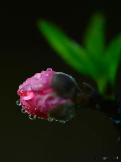 上联:雨润红桃艳，下联:风吹绿柳柔。上联:仄仄平平仄，下联:平平仄仄平。