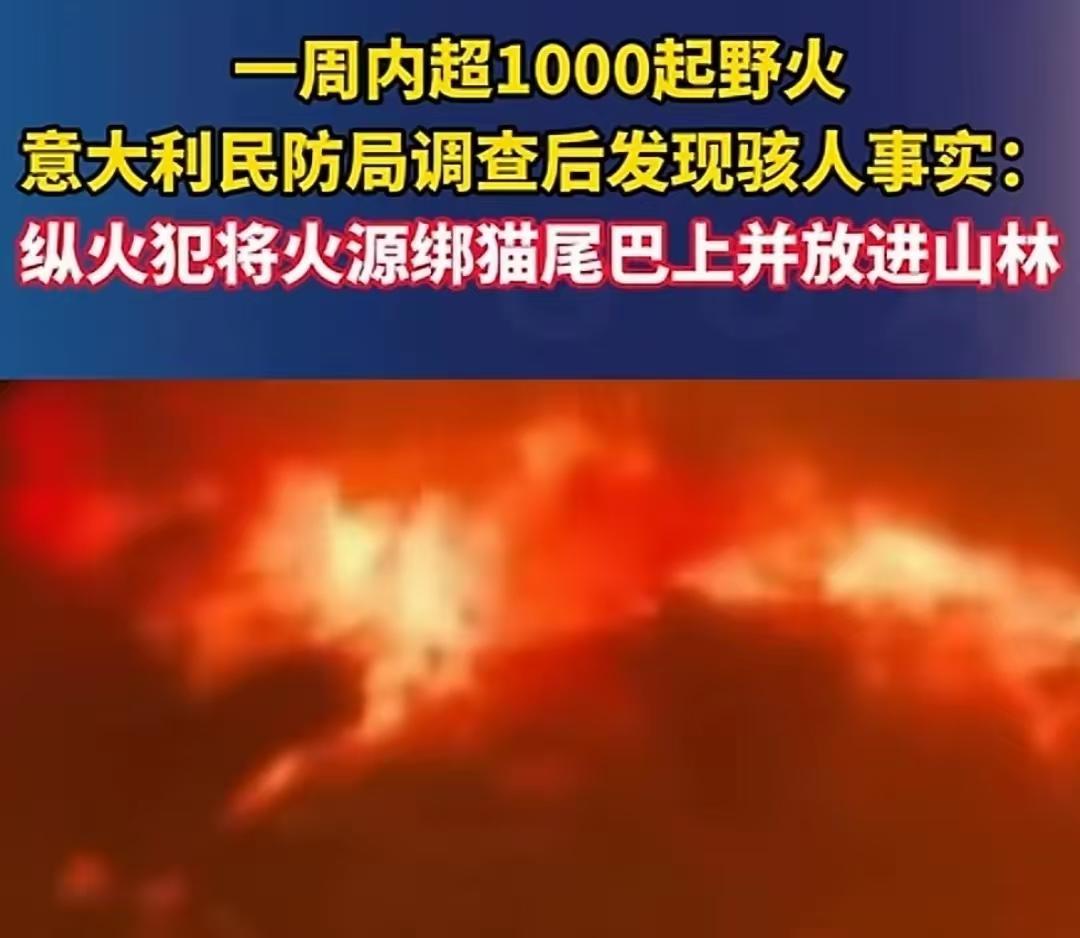 意大利黑手党开始放火骗钱了！把猫赶进山林当“打火机”，一路跑一路烧，为了消防合同