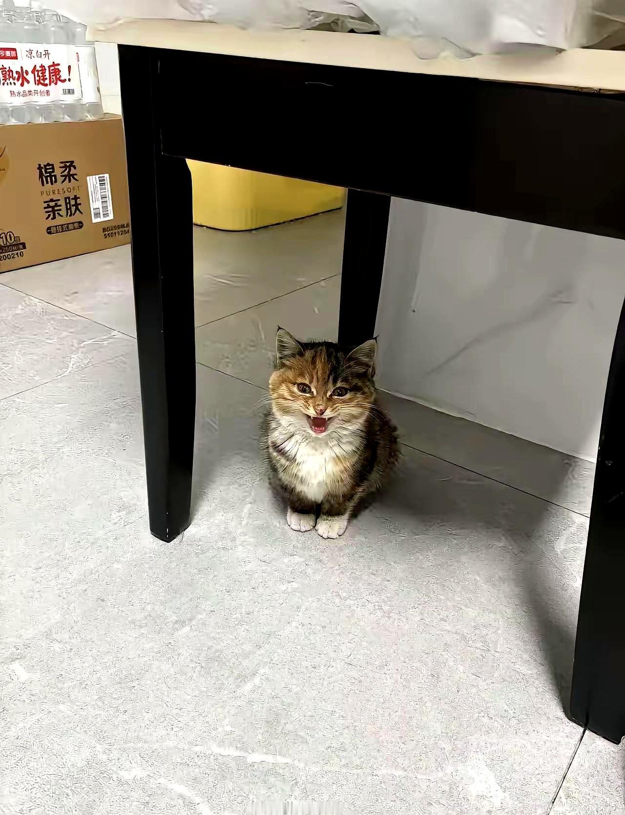 败家的儿子抱回来一只破猫，看不见人就叫唤，睡觉给它关在卧室外面也不行，平时还是个