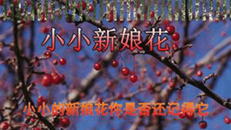 小小新娘花