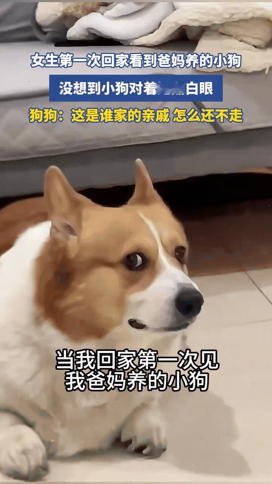 万万没想到，回家一趟居然被家里的狗狗狠狠排挤了，亲闺女的身份在小家伙面前压根不好