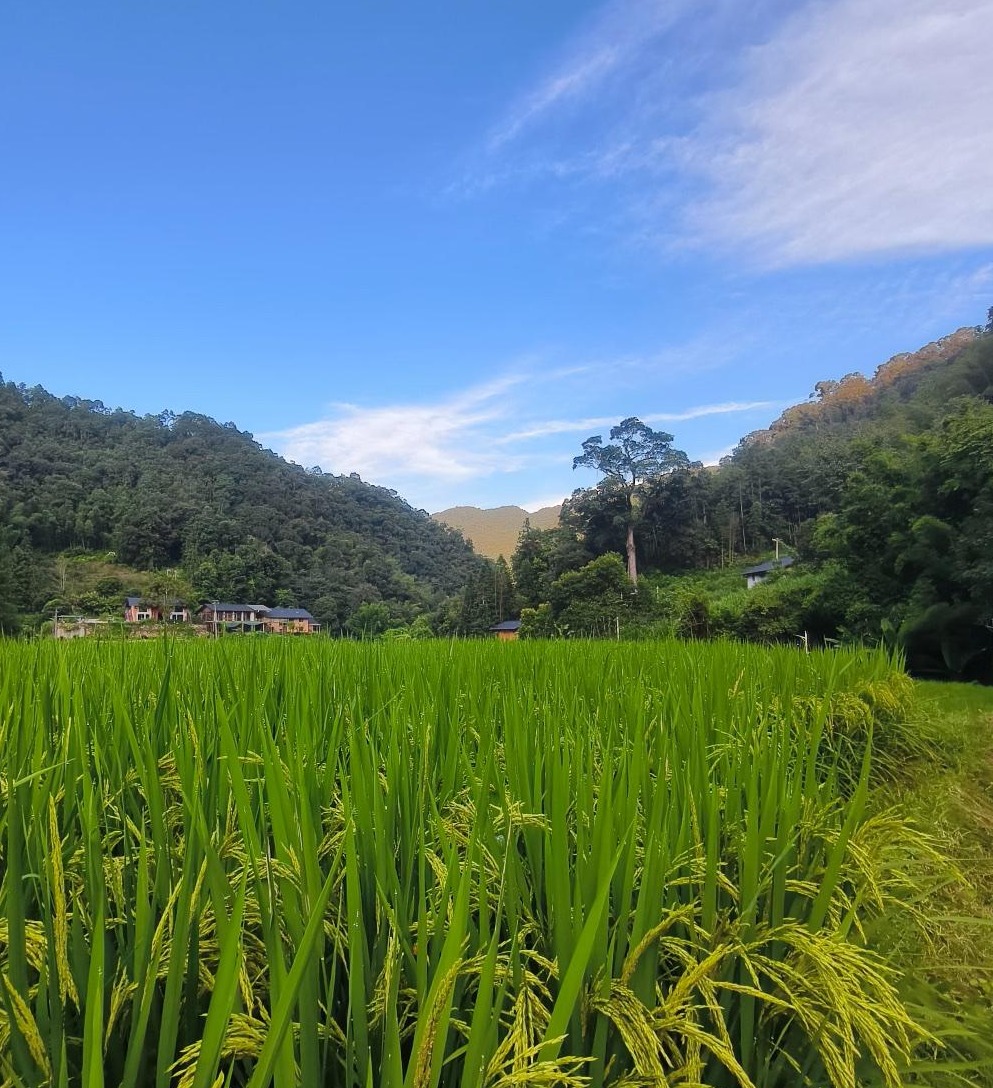 回老家办事，突然发现邻居把我家荒了几年的田地种上了稻子。我去问邻居，邻居笑着说，地空着也是空着，你没
