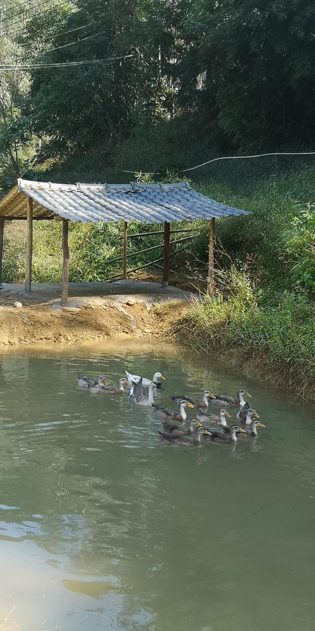 河南一男子南下打工，将48只鸭丢家里，1年半后回老家，推开鸭棚后懵了河南信阳的