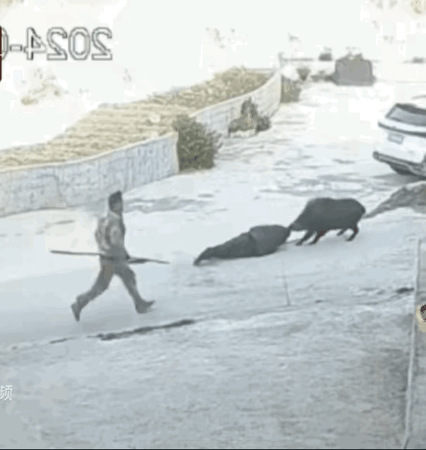 这大哥也太猛了！野猪死死咬住人不放，眼看就要出大事，他提着刀就冲了上去，一把