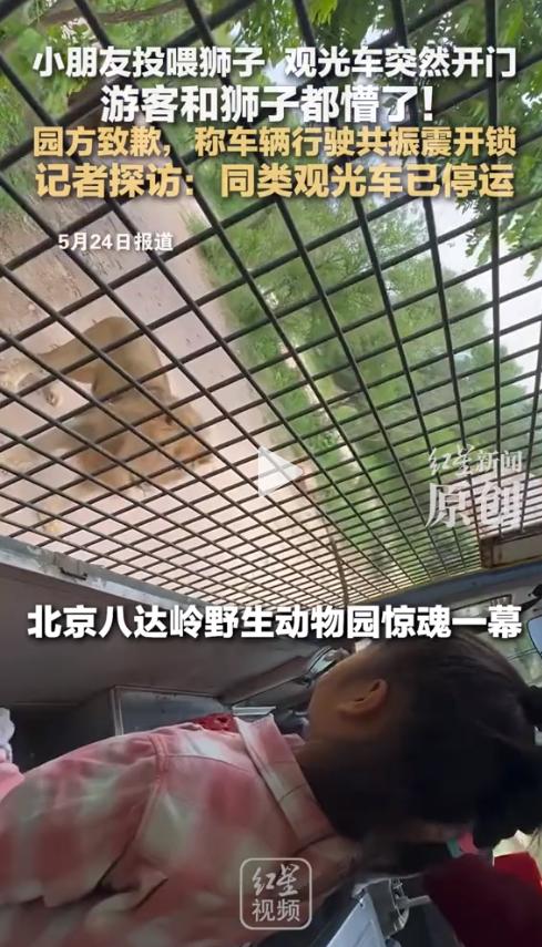 这也叫道歉？北京八达岭野生动物世界，一辆观光车正行驶在猛兽散放区。游客正在给狮子
