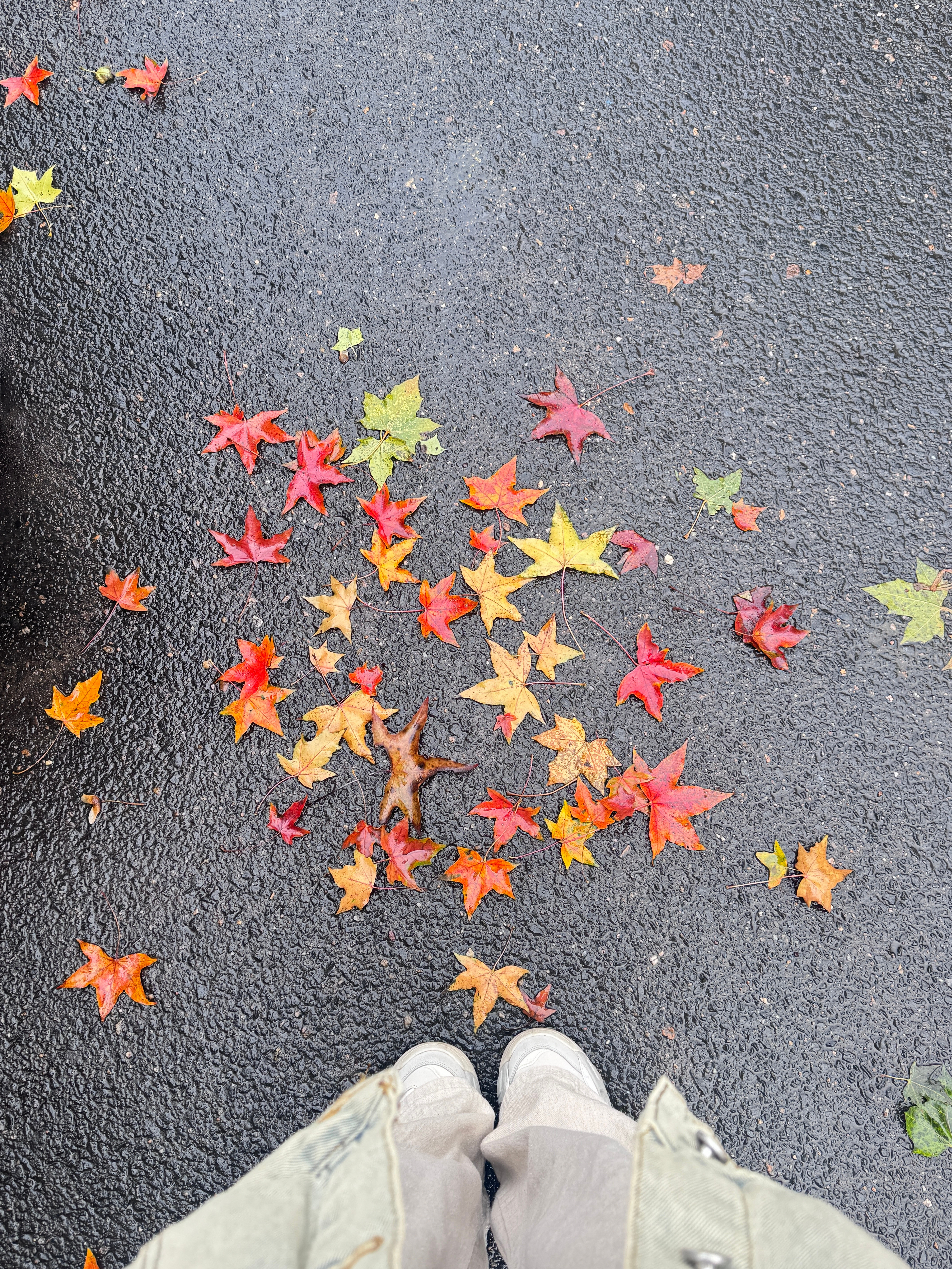 10月最后一天早上拍到了很漂亮的落叶🍂上班都变得心情更愉快一些​​​