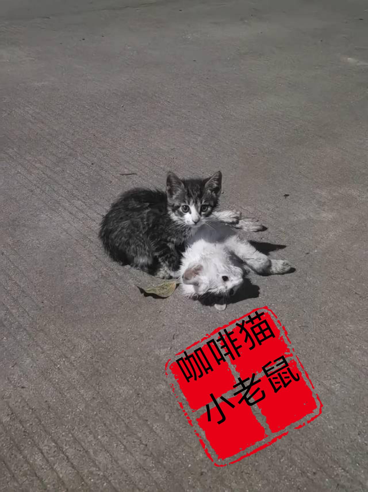 午夜时分两只小猫并肩过马路，原本是一件非常幸福的事情，没成想他们却遭遇了人生以来