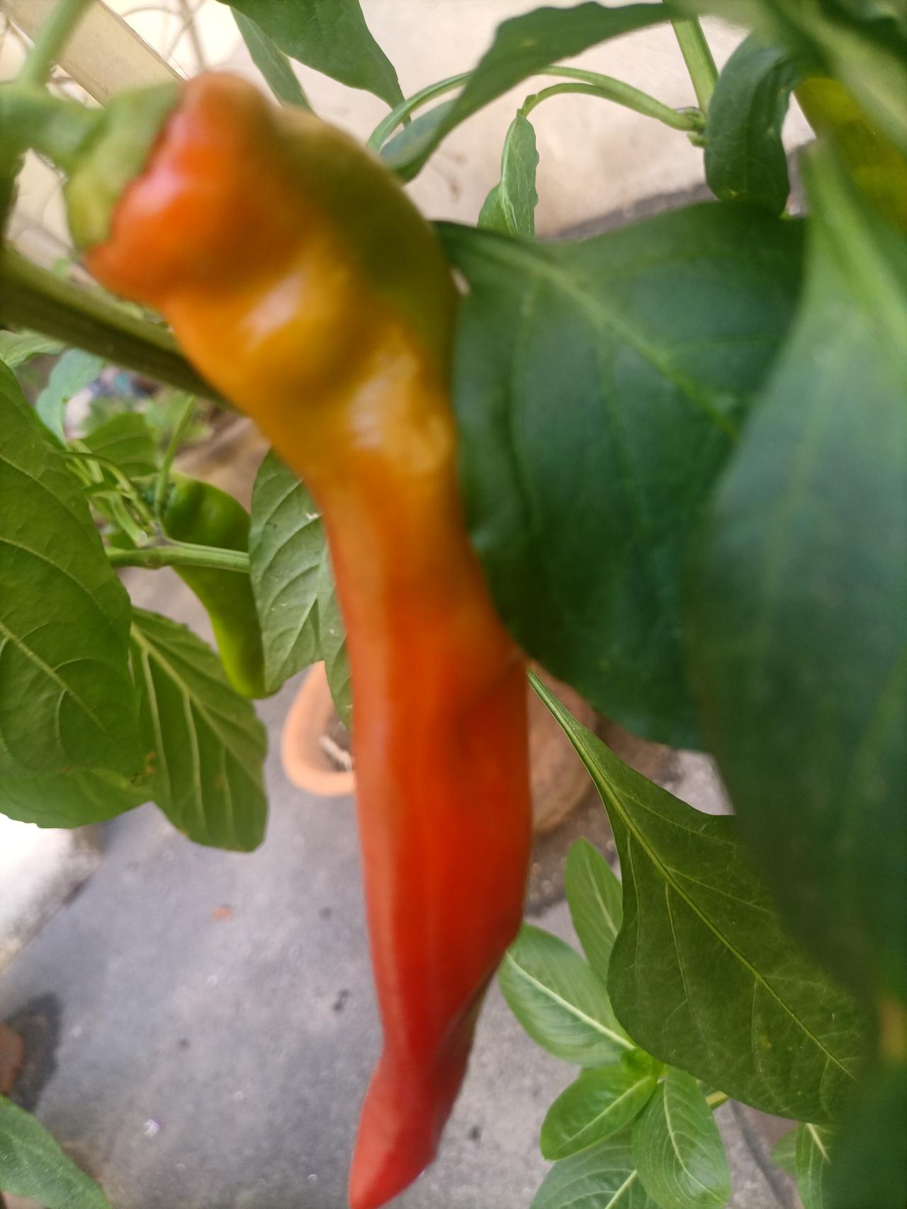 【夏之韵·红辣椒🌶的夏天】夏日生活打卡季鲜艳夺目、热烈奔放。家属院院子里某