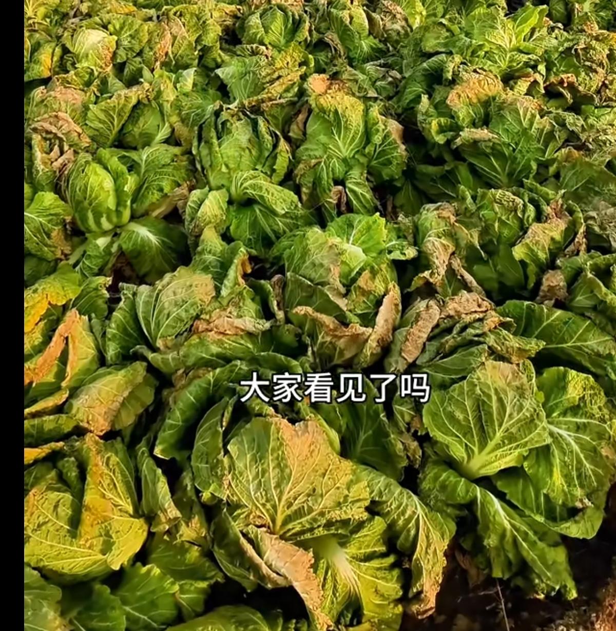 以前认为吃胡萝卜，白菜总比其他菜安全，现在看来啥也不安全了。央视报道湖北