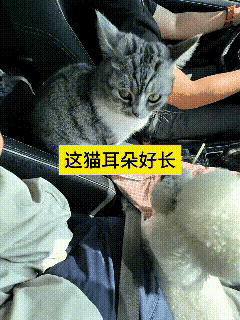 翻看这条视频，车内有一只小猫和一只小白狗一同陪着主人出行。小猫一开始目光朝着前方