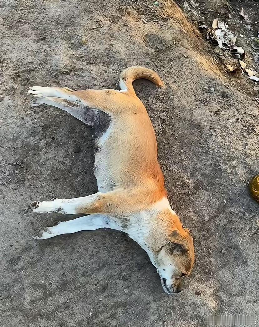 新疆，早上男子在巷道检查时发现平时经常陪着自己入户的流浪狗被冻僵在路上。让男子动