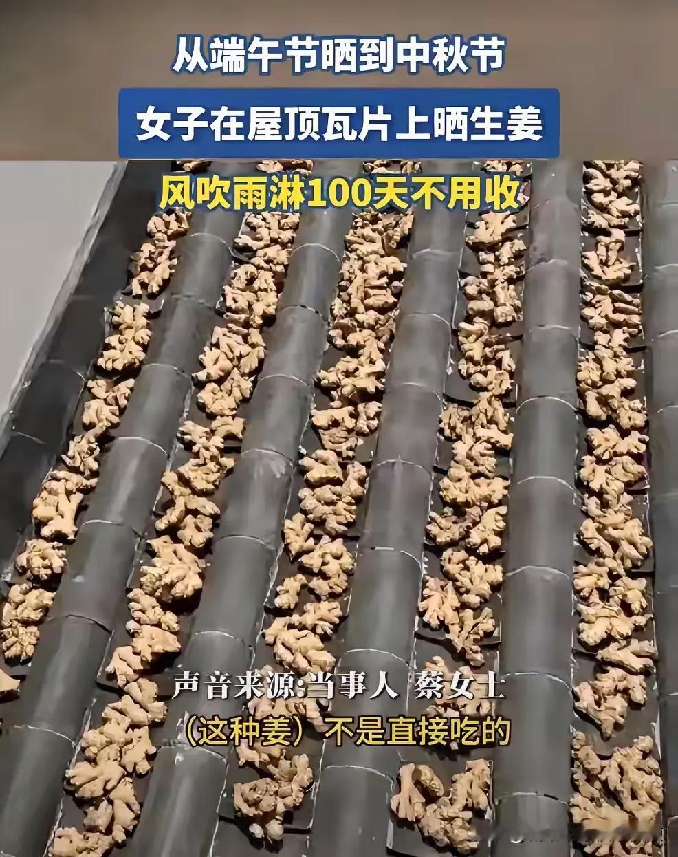 近日！广东潮汕，一位女子把生姜铺在屋顶瓦片上晾晒。从端午节一直晒到中秋节，风吹雨