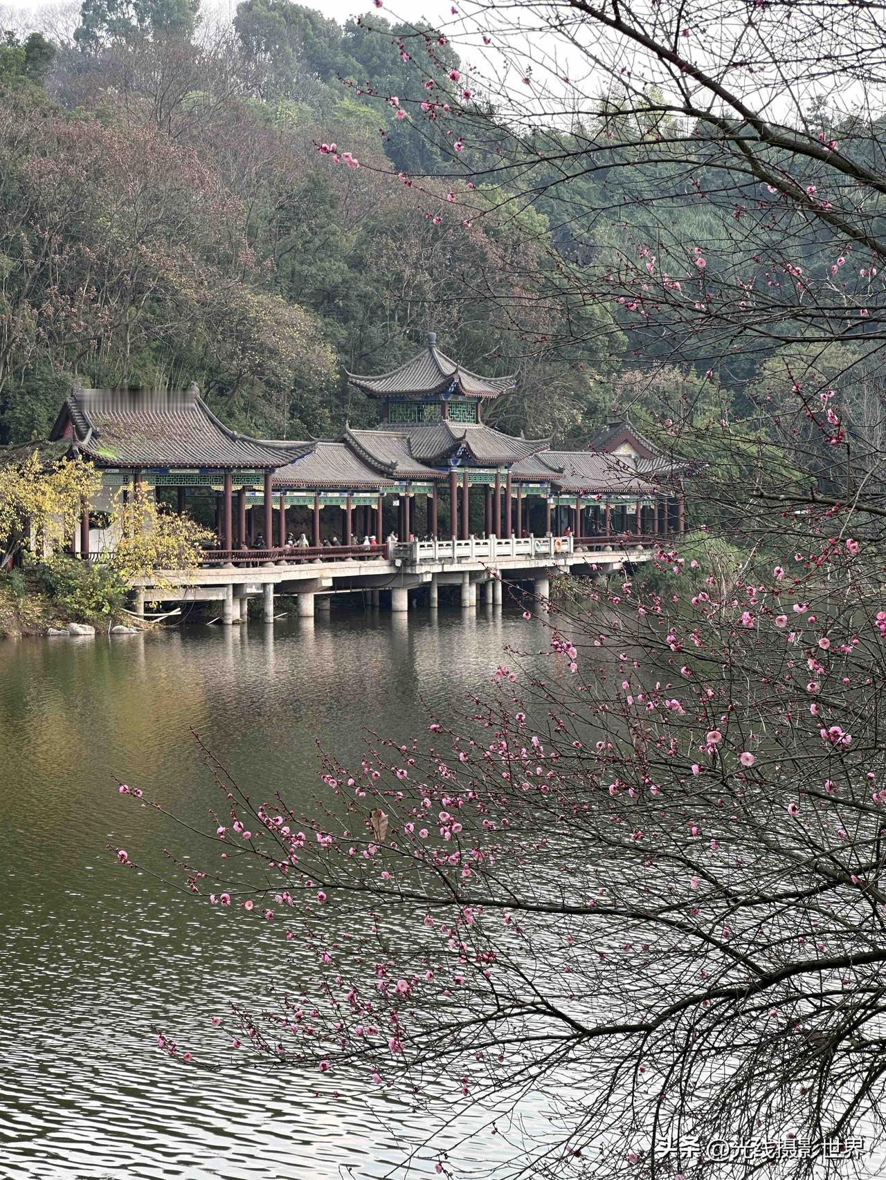 万万没想到，今年真的是暖冬啊！1月7日，重庆，南京，杭州，很多地方的红梅花，提前