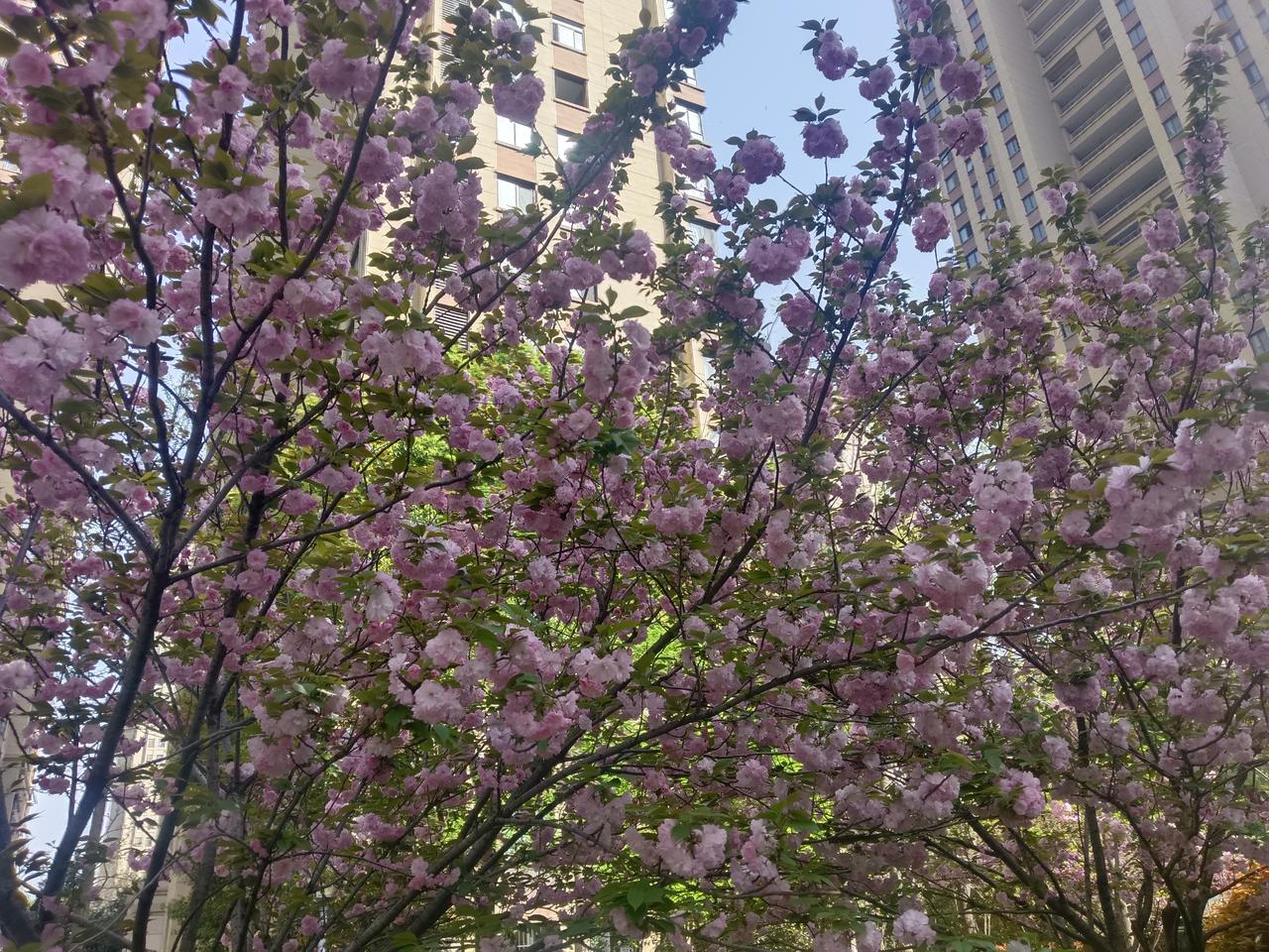 给大家科普一下，这里的花名叫晚樱，是蔷薇科李属的落叶乔木，也是樱花的一个变种。它