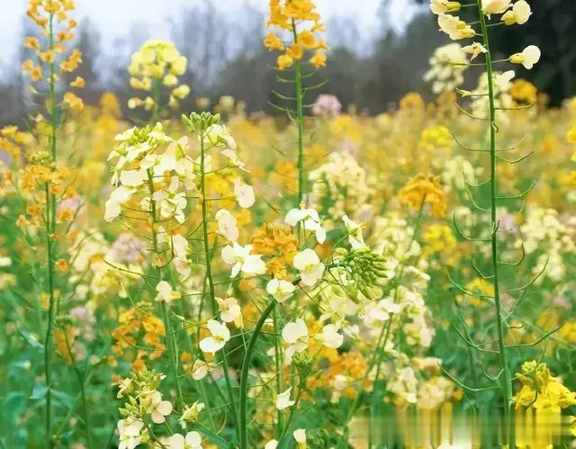 轨道直达, 重庆这个大型公园油菜花开啦, 免费, 踏青赏花、露营!