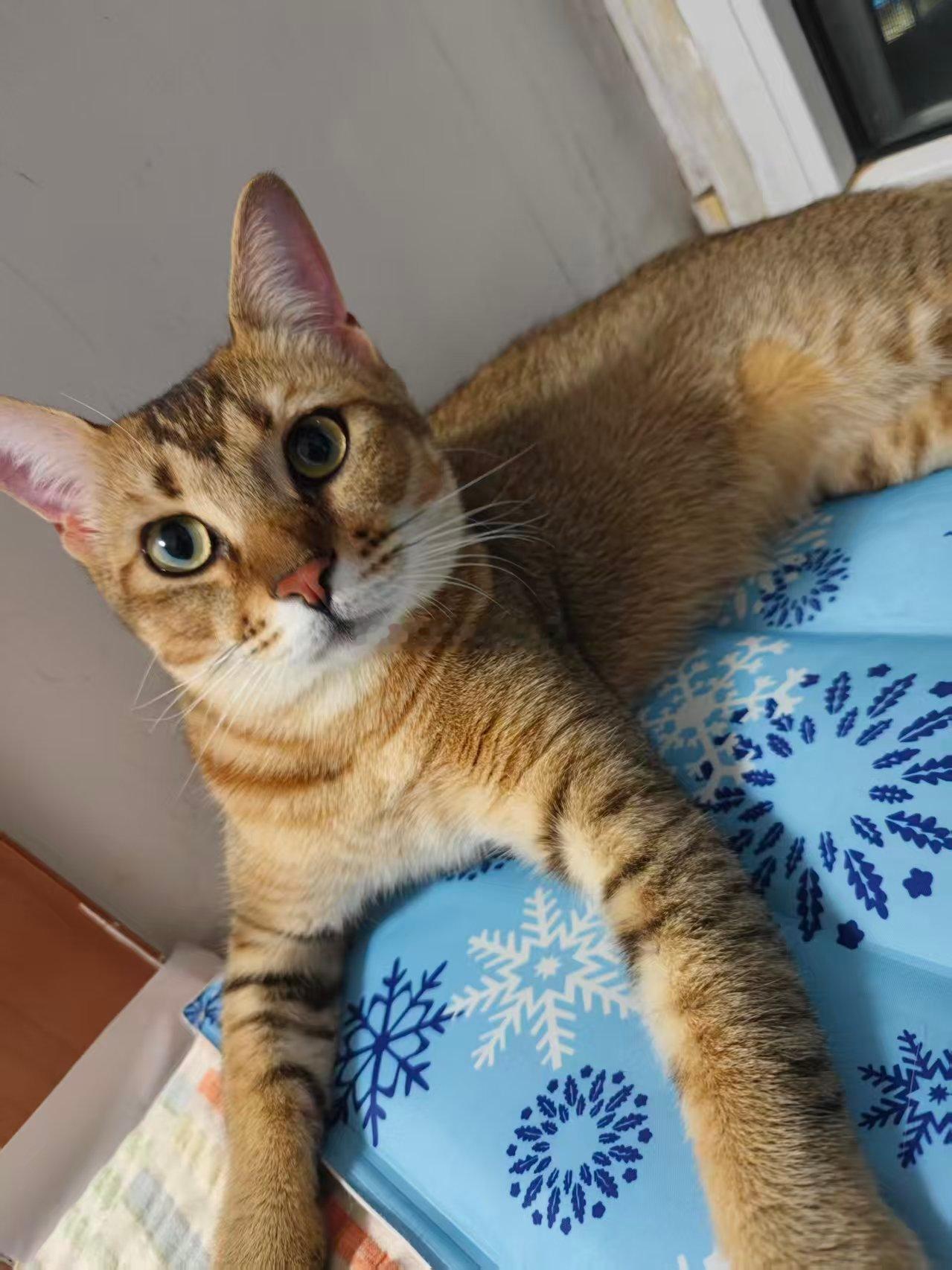 养的很好的小猫咪