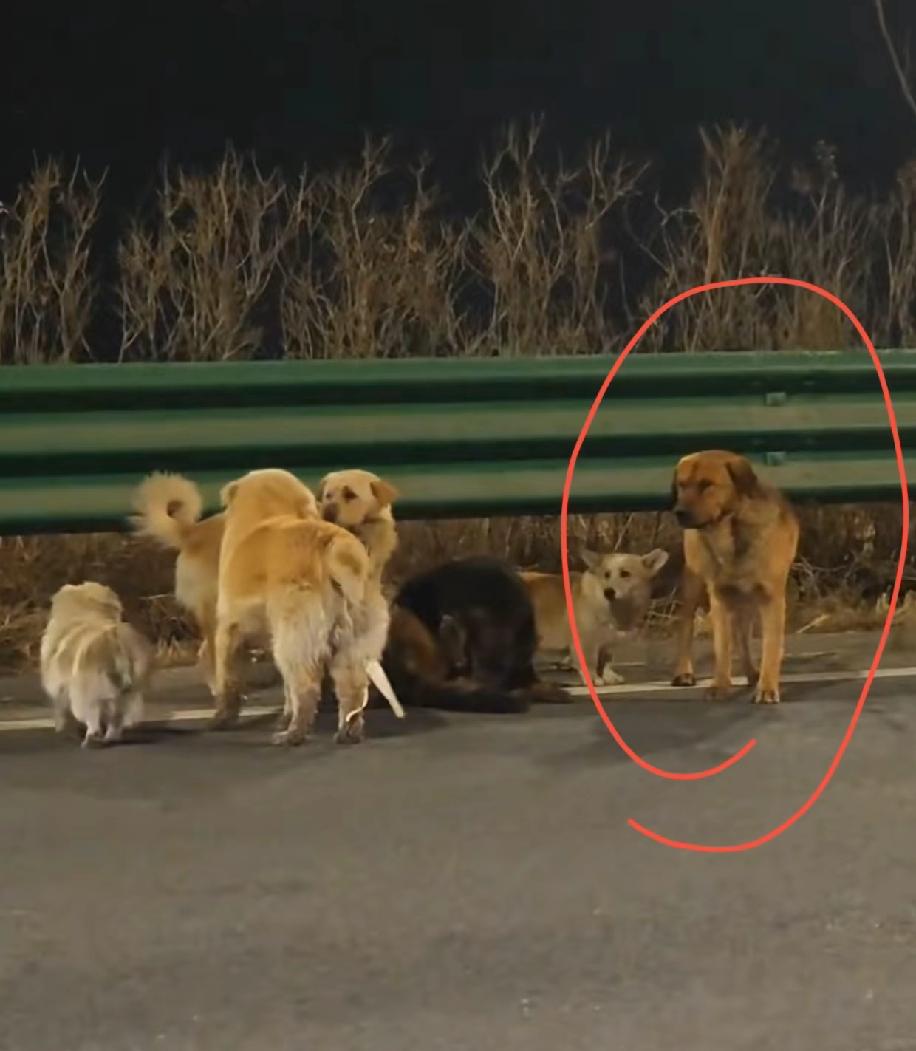 长春七只狗狗跋涉17公里回家的事情感动全网，原来狗狗之间也有如此深刻都是感情。