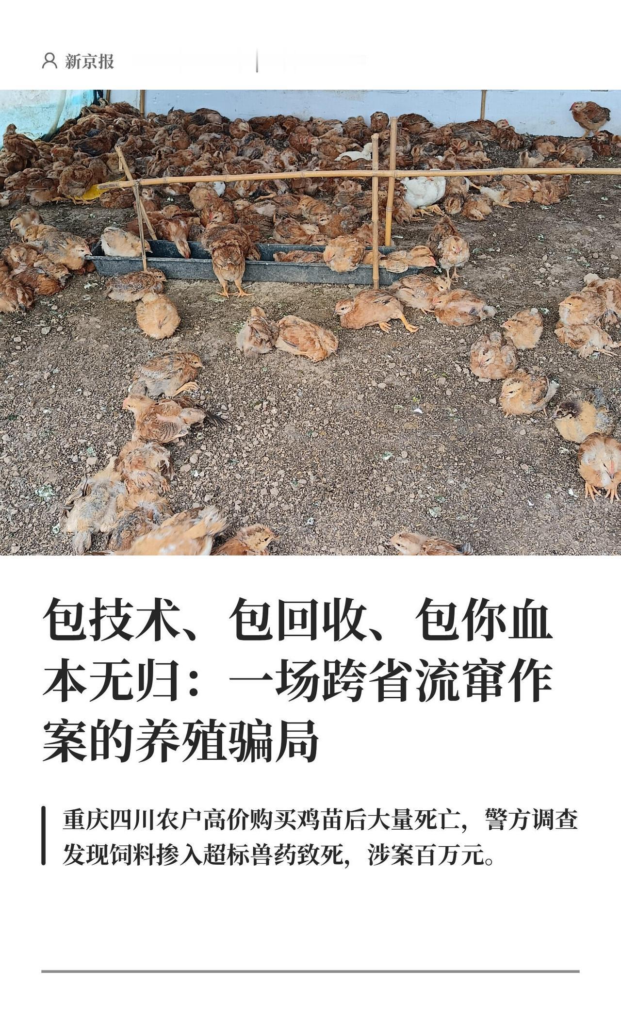 短视频刷多了总能看见那种“包饲料、包技术、包回收”的广告，说得天花乱坠，好像只要