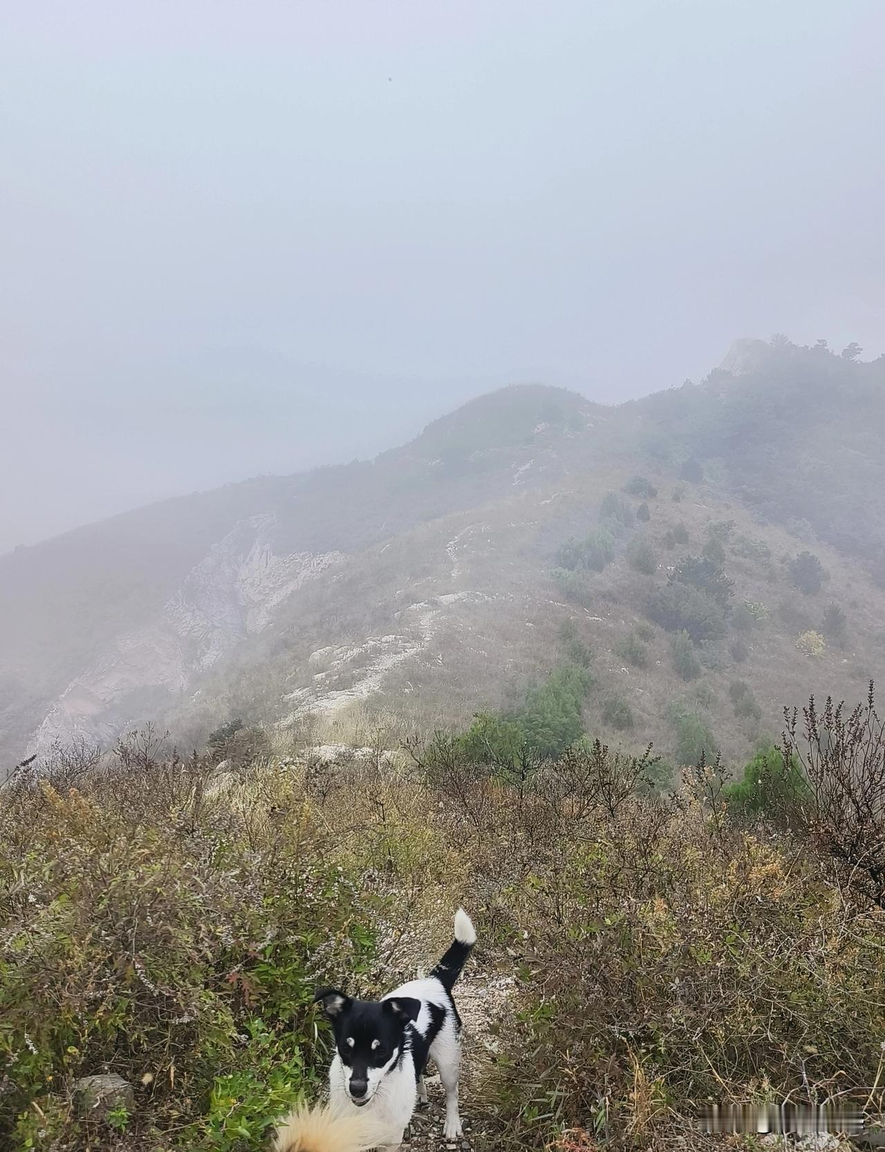 领着狗到山上去采蘑菇，虽然它的嗅觉非常灵敏，但是在采蘑菇的过程中，却帮了不少倒忙