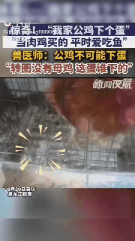 “彻底解释不清了！”黑龙江延寿，男子早上给鸡添食，瞅着鸡笼子里有一个鸡蛋，这让他