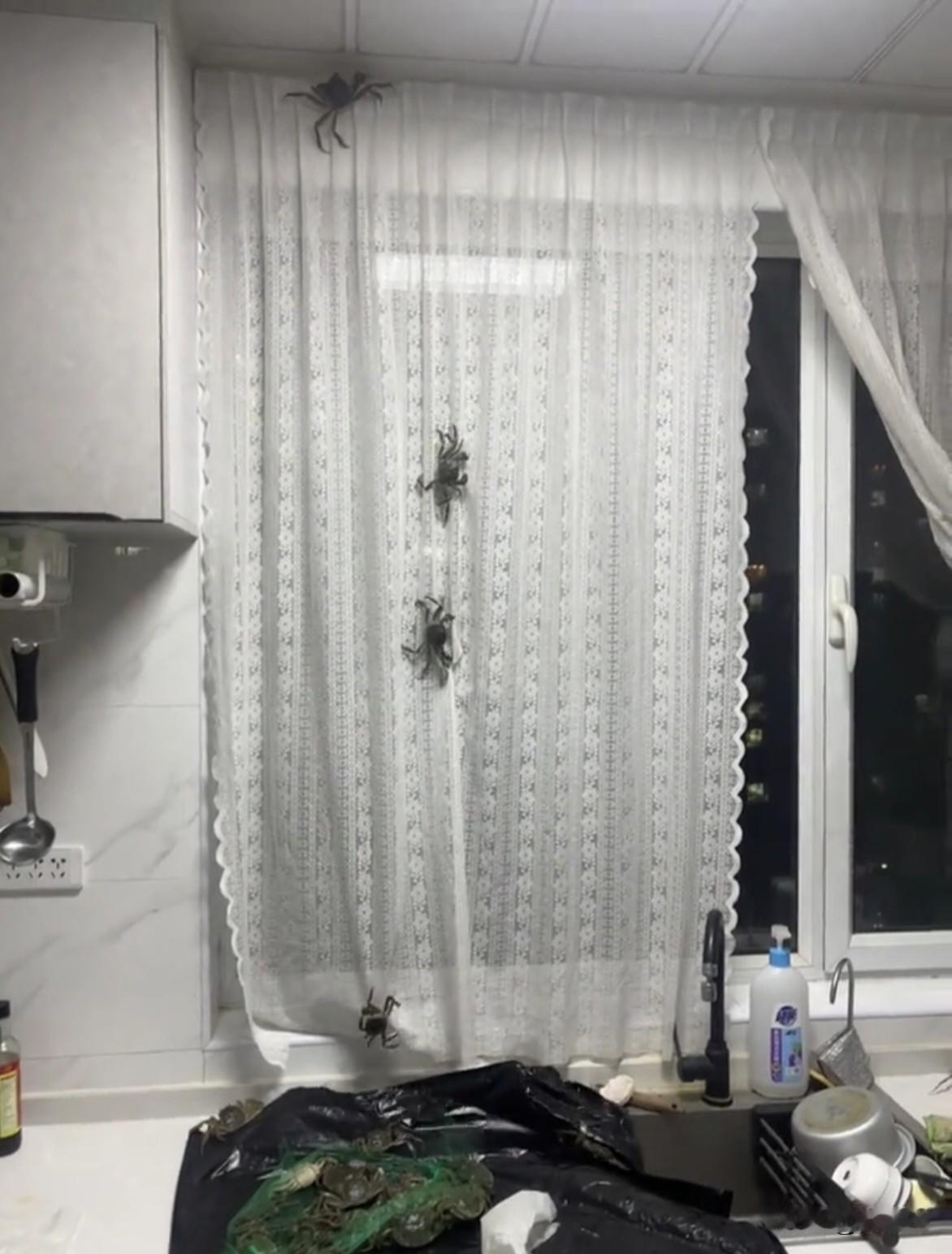 吓一跳，还以为蜘蛛成精了。