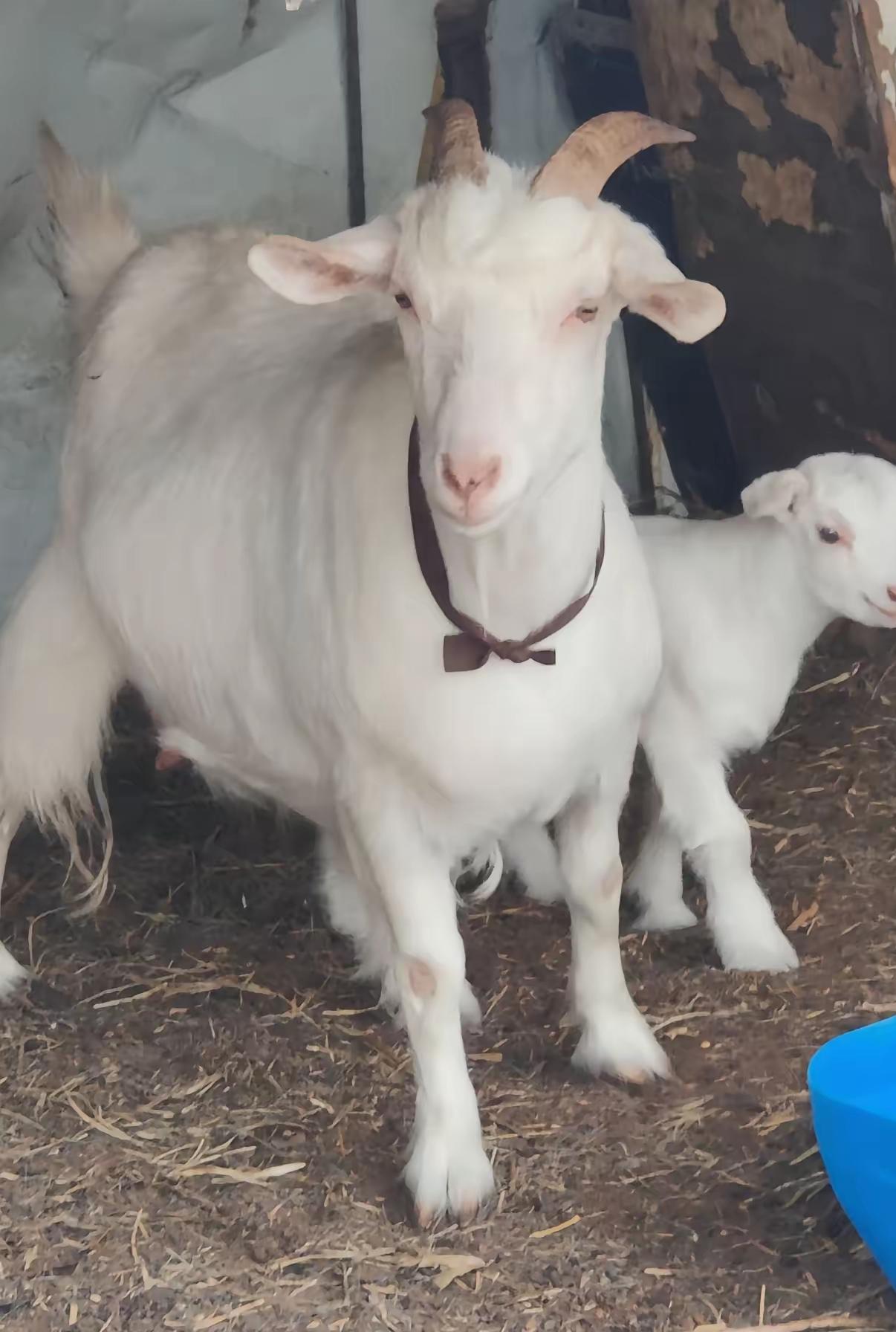 哈尔滨的张大爷养了整整六年的山羊，本来就是句随口的玩笑话，却让大家看出了动物骨子