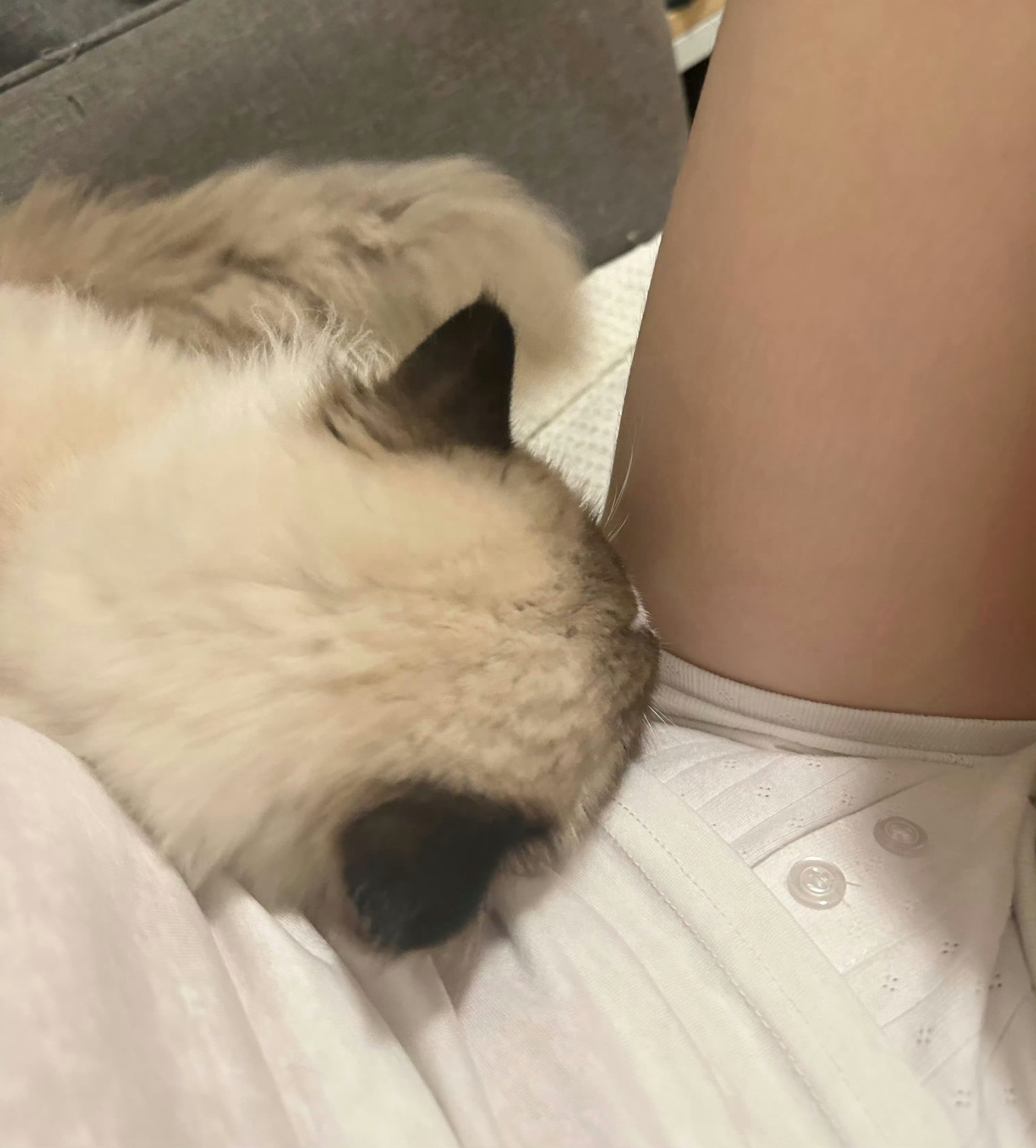 小猫太粘人了​​​​​​