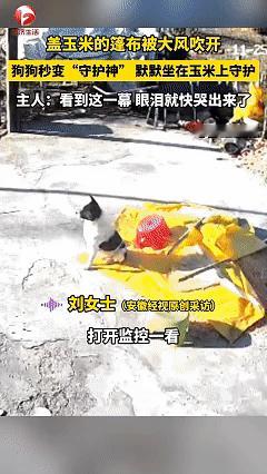 太神奇了！近日江苏宿迁，因为前一天晚上刮大风，早上女子出门时就用篷布把玉米盖上，