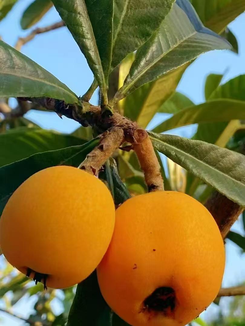 又是慢碌的一天，听说今年的枇杷白菜价