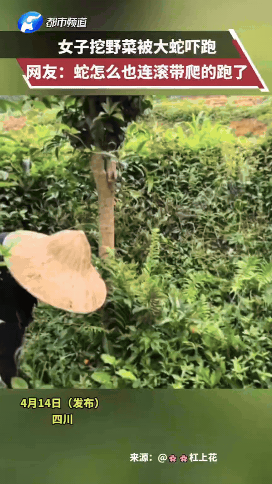 万万没想到。四川一女子在野外挖野菜，挖着挖着，看到草丛里面直动弹，她寻思草丛里肯