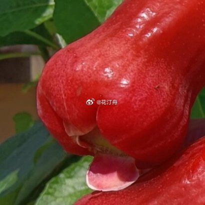 莲雾的种植方法莲雾属于热带常绿果树，喜温暖湿润环境。其最适宜的生长温度为25℃至