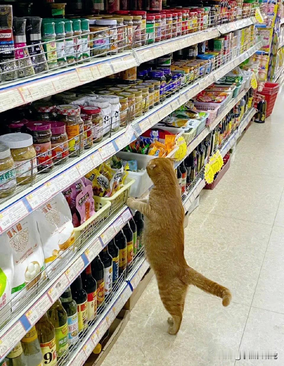 网友在超市里偶遇一只猫咪，看这架势还挑起来了，笑死了！