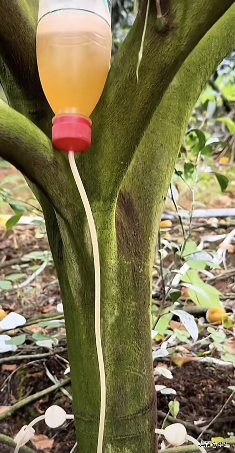 果树输液用药答疑：残留、时机与食用安全近期有网友在三天前作品的评论区问，输