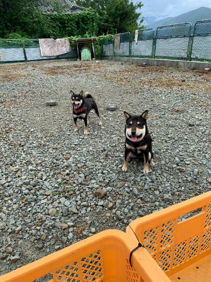 柴犬：我以后再也不亲小蜜蜂了！