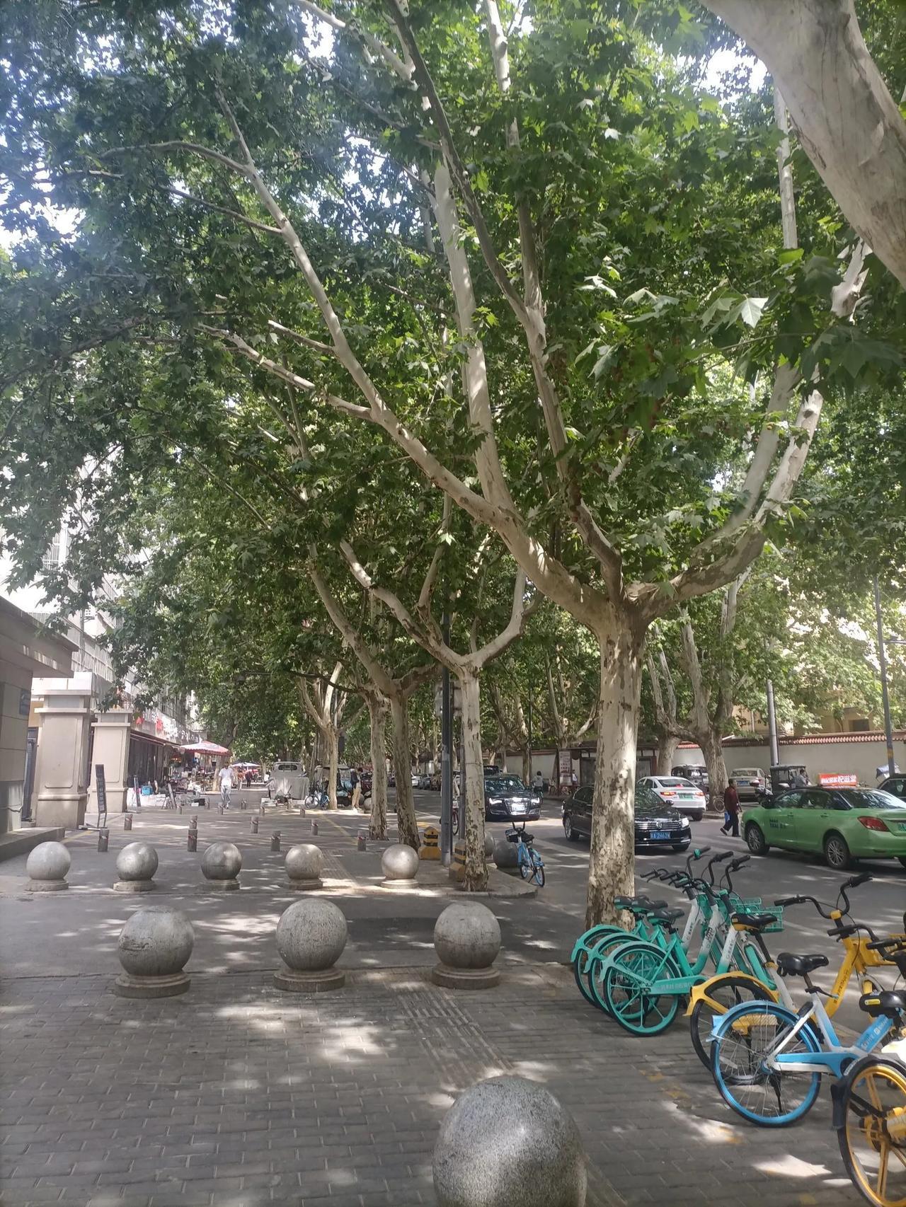 法国梧桐树是西安一道亮丽的风景。西安市里很多地方道路两边都是法国梧桐树，有很多树