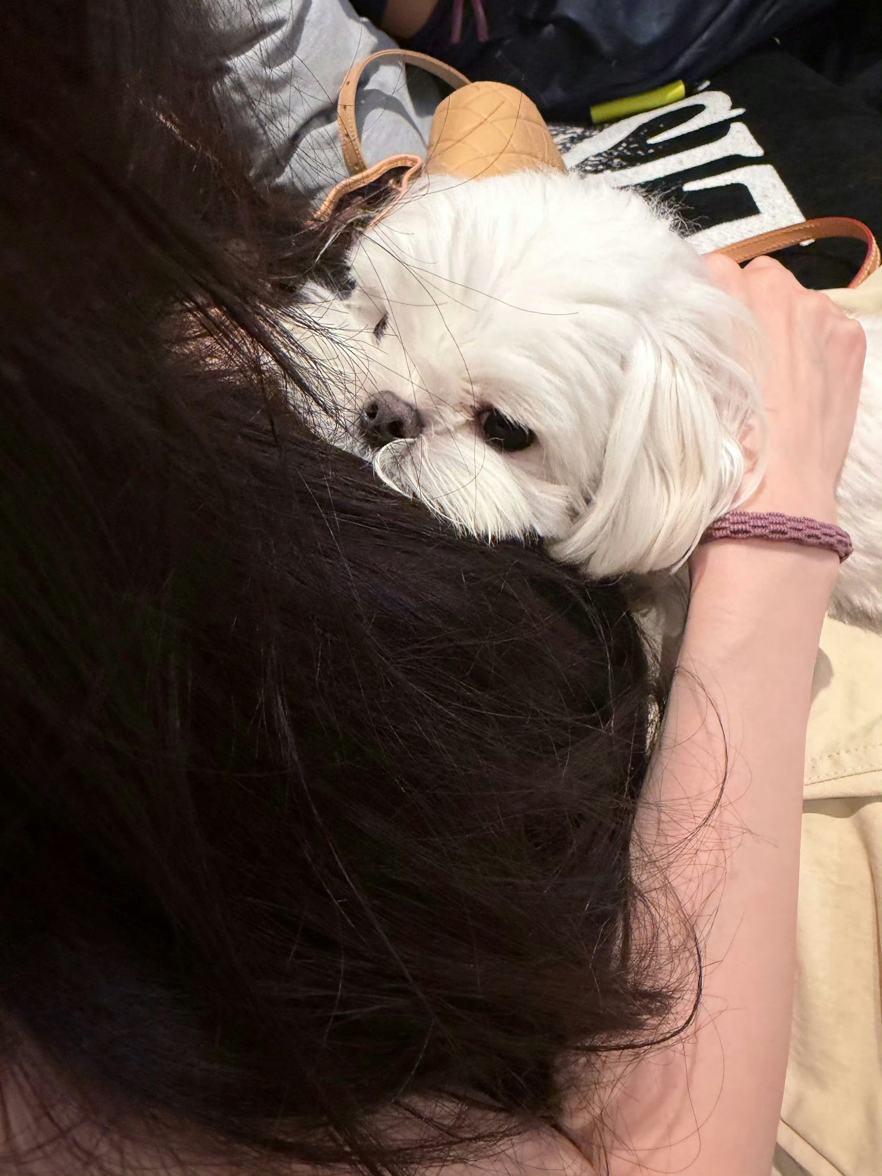李一桐低精力狗群陪上班李一桐李一桐的低精力狗狗就这样跟着高精力主任一起上班，但