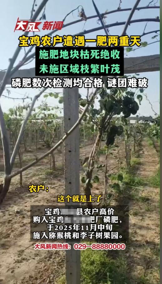 “问题到底出在哪？”6月6日报道，陕西宝鸡，一农户花高价购买了磷肥，施在自家的果