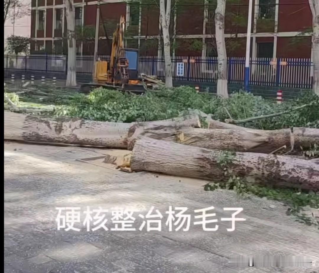 把这种树砍了大家拍手叫好，知道为什么吗？