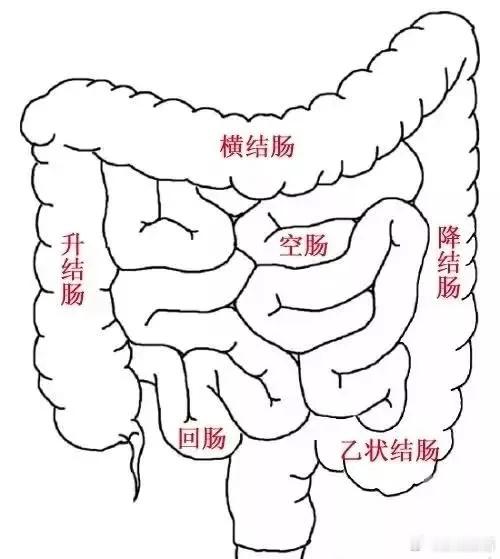 小肠（长约5-7米，分3段）1. 十二指肠：长约25cm，C形包绕胰头，连接胃和
