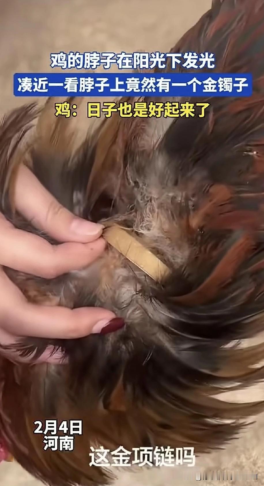 女子在春节前提前回到老家过年。回家第二天，她在自家院子里，无意间发现妈妈养的一群