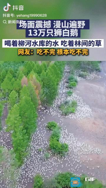 “脑子太好用了！”黑龙江一男子为了挣钱，灵机一动，承包了一大片山林，在里面放养了
