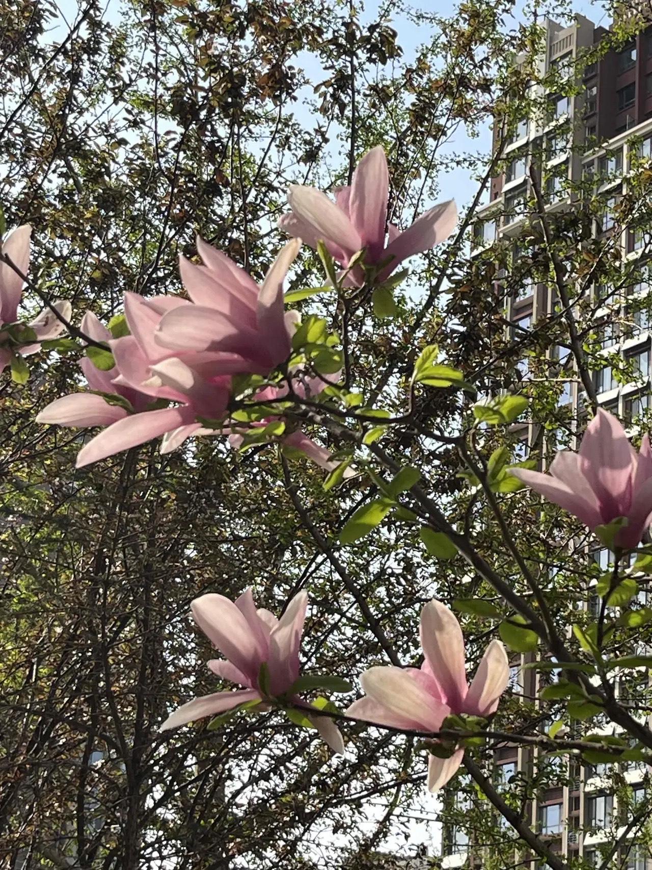 昨日（3日24）日，北京二手房市场是延续沸点，还是开始冷却？数据给你，自行判断！