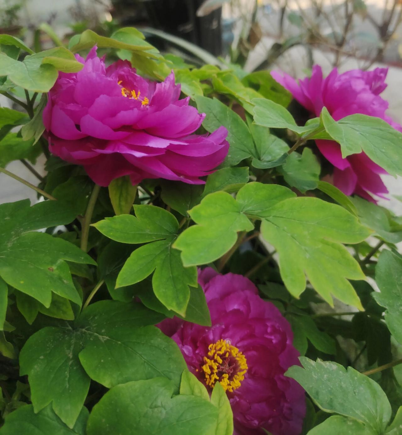 今天听出国的朋友一句话，很感慨。他说：很多无论什么原因离开中国的人，离开的时间越