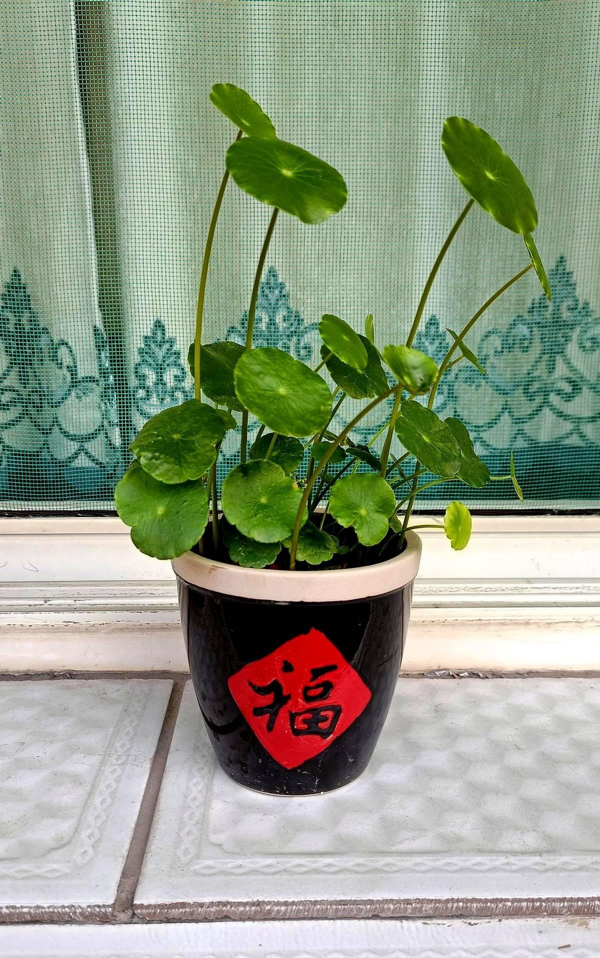 河南郑州一户人家刚喜得孙子就出现了家庭矛盾。原来这户人家刚生个胖孙子，本该是一