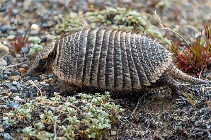 九带犰狳：每次生娃都是一模一样的四胞胎。[6][6][6]