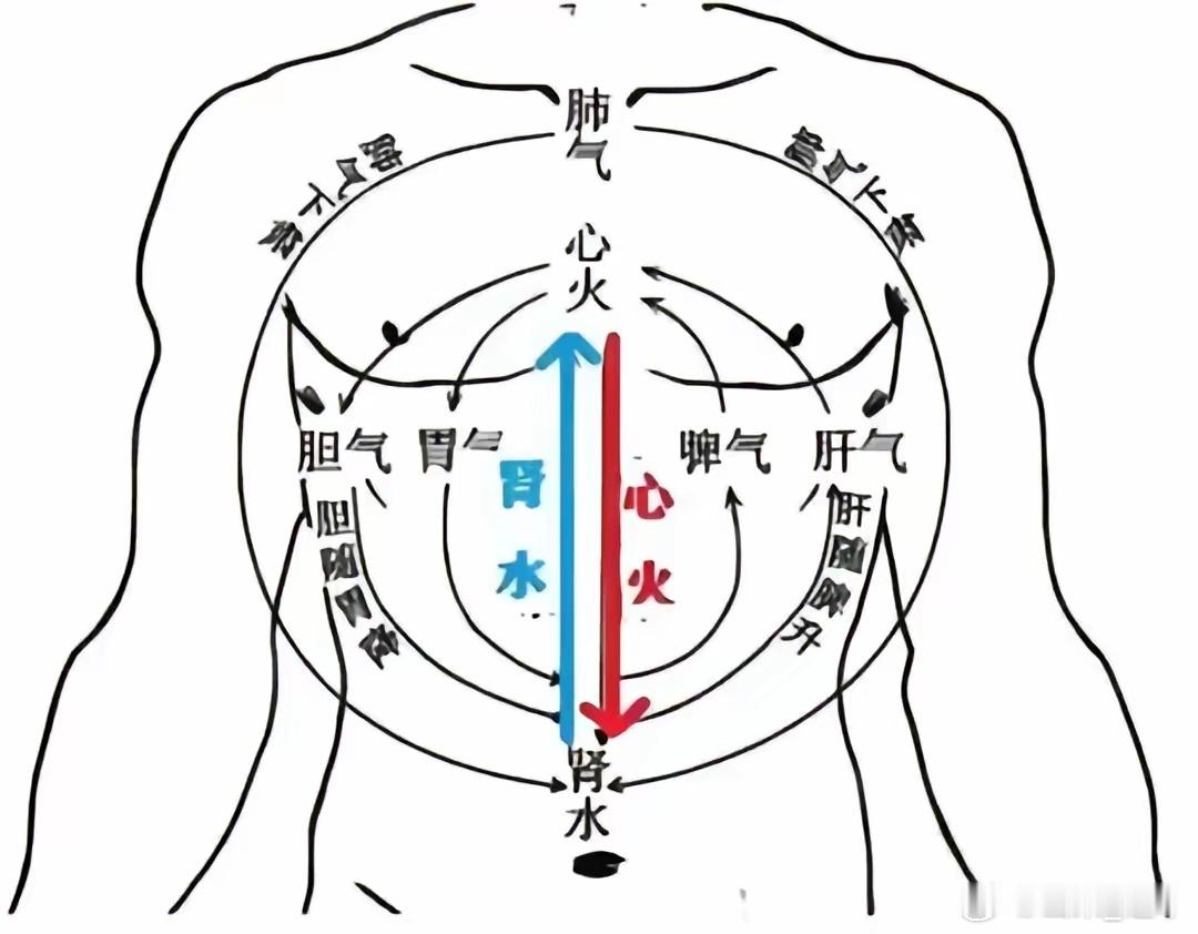 懂了这四句话，也就理解了中医！！1.肺随胃降指肺气的肃降功能与胃气的通降功