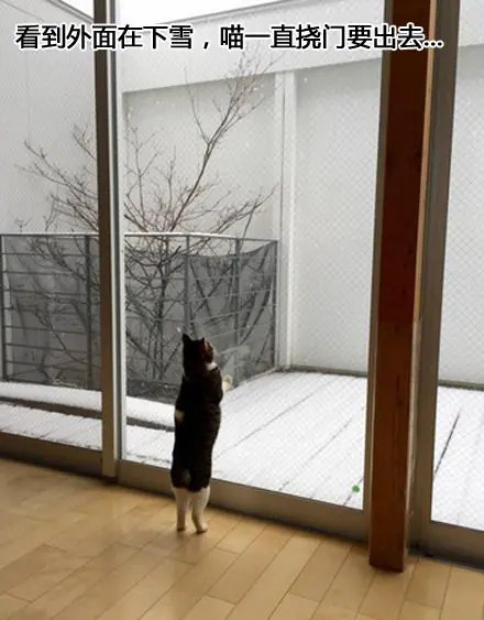 猫咪看到下雪好奇要出去玩，结果给它开了门之后...